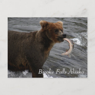 Cartão Postal Capturado, Brooks Falls Alaska