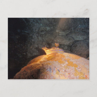 Cartão Postal Capturado em Destaque