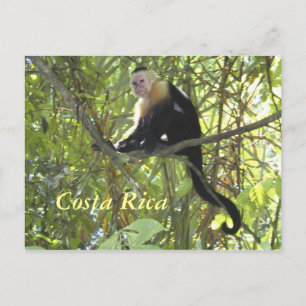 Cartão postal Capuchin Mackey Costa Rica