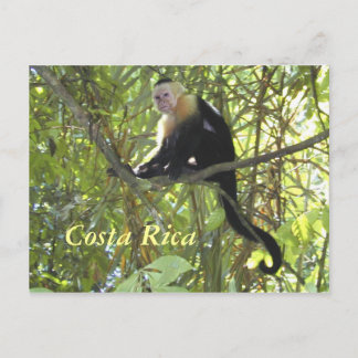 Cartão postal Capuchin Mackey Costa Rica