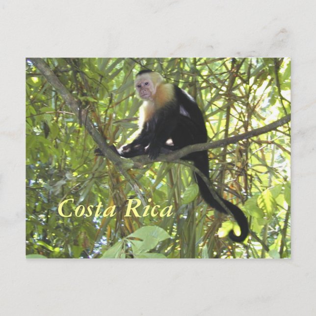 Cartão postal Capuchin Mackey Costa Rica (Frente)
