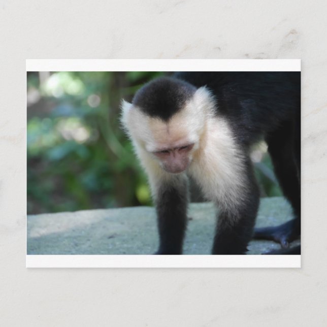 Cartão Postal Capuchin Monkey.JPG (Frente)