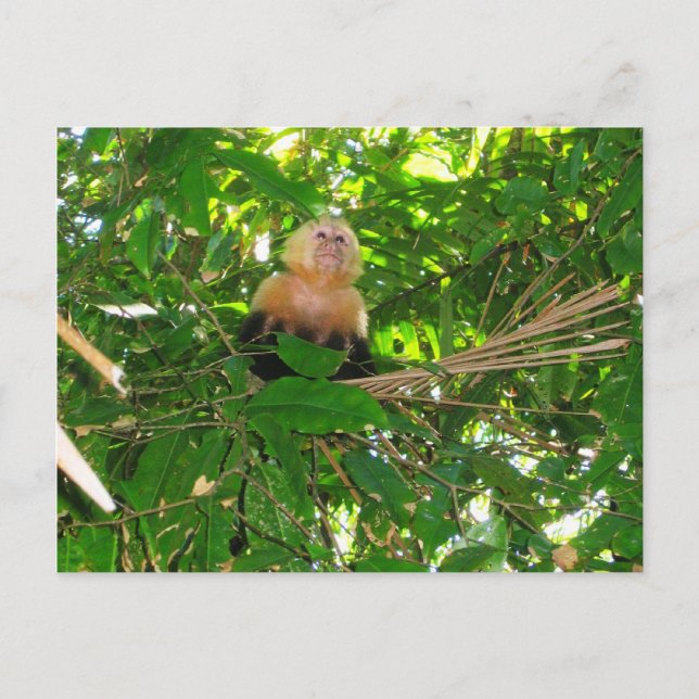 Cartão Postal Capuchin Monkey - Manuel Antonio Park, Costa Rica (Frente)