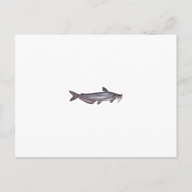 Cartão Postal Capuchos azuis (sem título) (Frente)