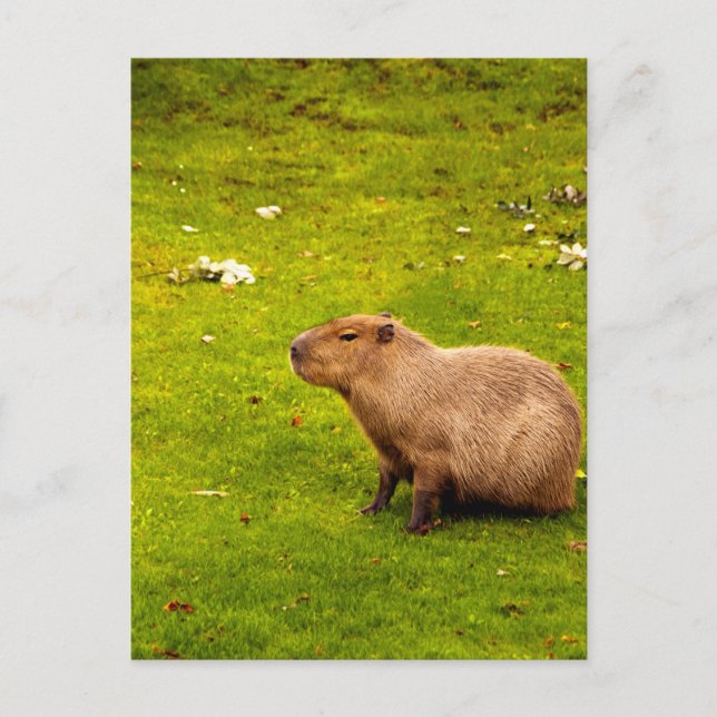 Cartão Postal Capybara (Frente)