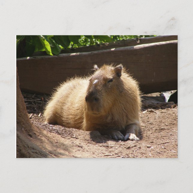 Cartão Postal Capybara (Frente)