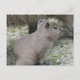 Cartão Postal Capybara Babay