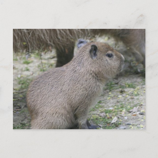 Cartão Postal Capybara Babay (Frente)