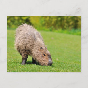 Cartão Postal Capybara comendo grama