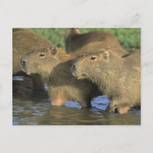 Cartão Postal Capybara, Hidrochaeris (Hidrochaeris), do mundo
