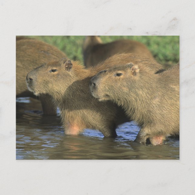 Cartão Postal Capybara, Hidrochaeris (Hidrochaeris), do mundo (Frente)