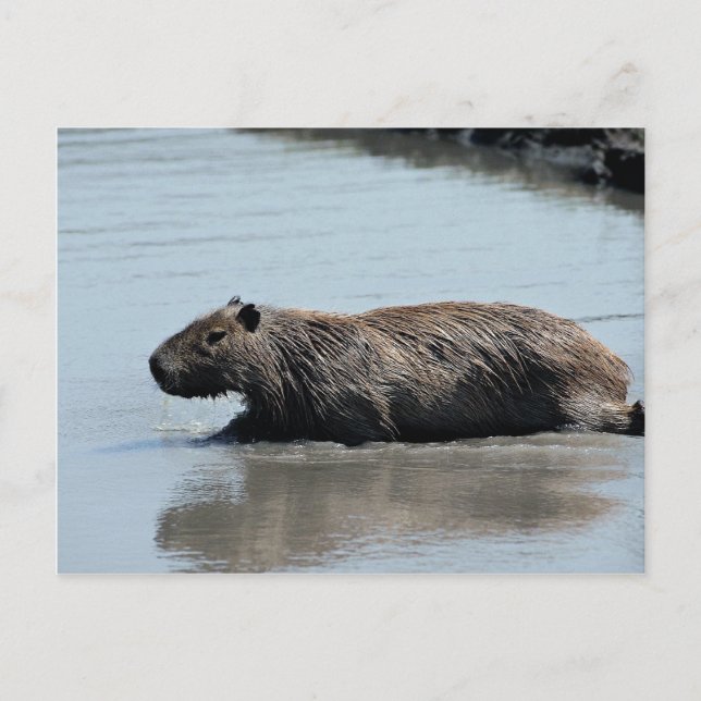 Cartão Postal Capybara mergulhando na água (Frente)