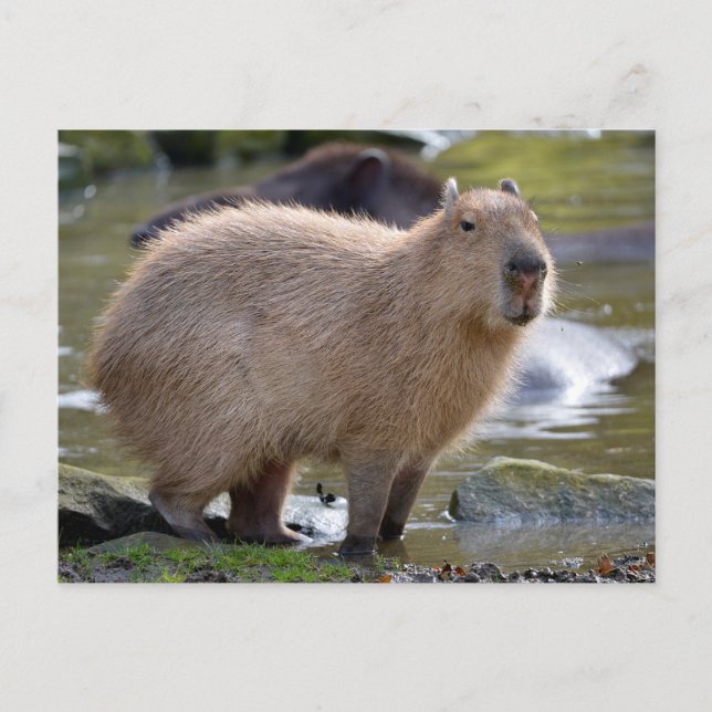 Cartão Postal Capybara na beira de uma lagoa (Frente)