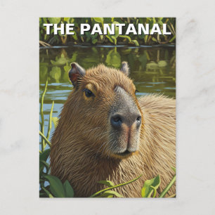 Cartão Postal Capybara no Pantanal