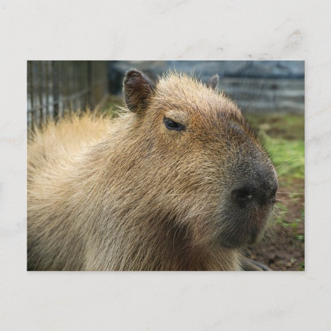 Cartão Postal Capybara Portrait relaxada (Frente)