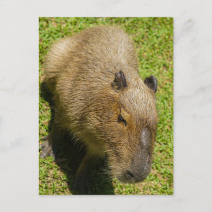 Cartão Postal Capybara Relaxada na Grama Verde