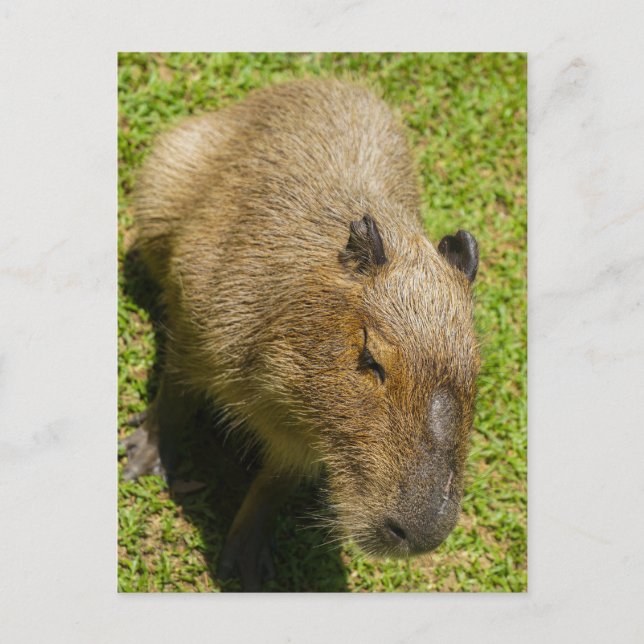 Cartão Postal Capybara Relaxada na Grama Verde (Frente)