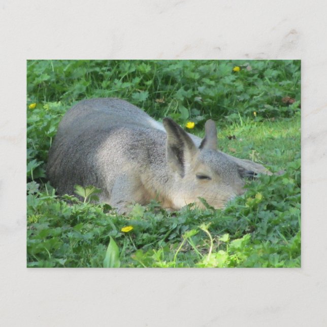 Cartão Postal Capybara - Rodante Grande (Frente)