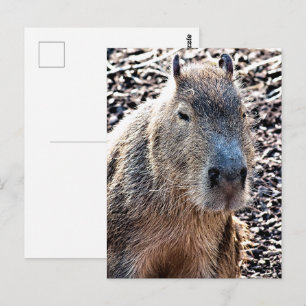 CARTÃO POSTAL CAPYBARA SELVAGEM ANIMAL