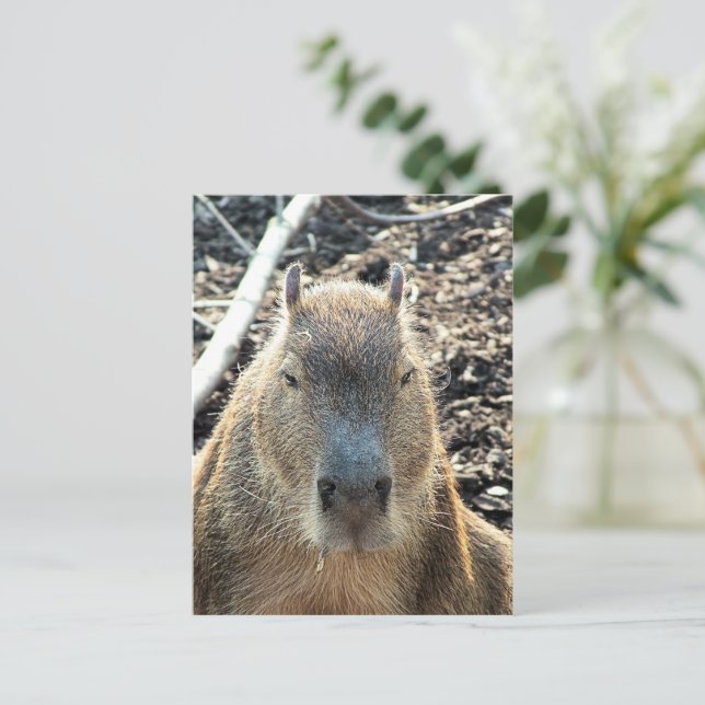 CARTÃO POSTAL CAPYBARA SELVAGEM ANIMAL (Em pé/Frente)
