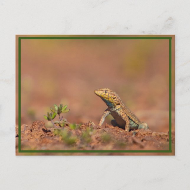 Cartão Postal cara (Frente)