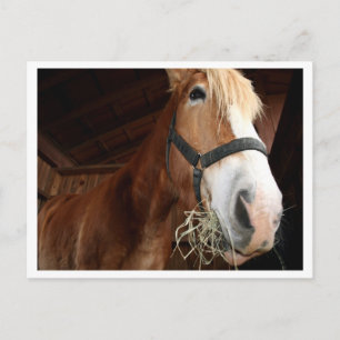 Cartão Postal Cara de Cavalo