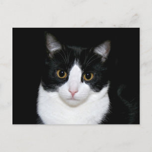 Cartão Postal Cara de gato