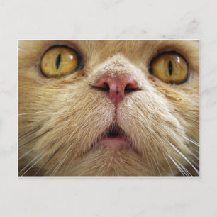 Cartão Postal Cara de gato persa