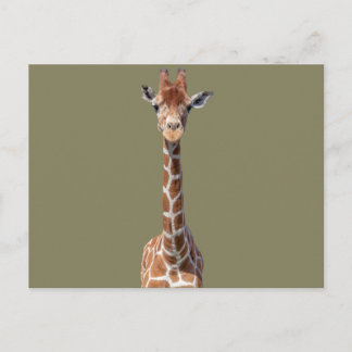Cartão Postal Cara de girafa bonita