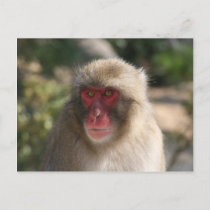 Cartão Postal cara de macaco