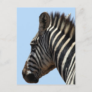 Cartão Postal cara de zebra