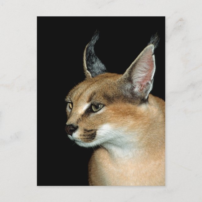 Cartão Postal Caracal postal (Frente)