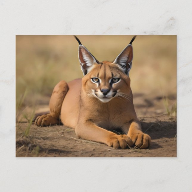 Cartão Postal Caracal sobre savana (Frente)