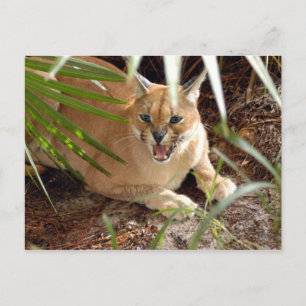 Cartão Postal CaracalBCR047