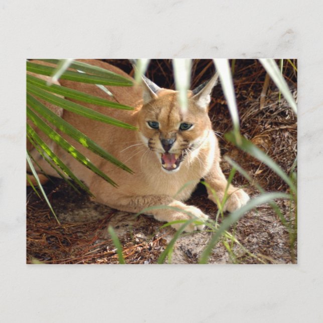 Cartão Postal CaracalBCR047 (Frente)