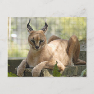 Cartão Postal CaracalBCR058