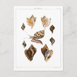 Cartão Postal Caracóis e Moluscos Vintage, Organismos da Vida M