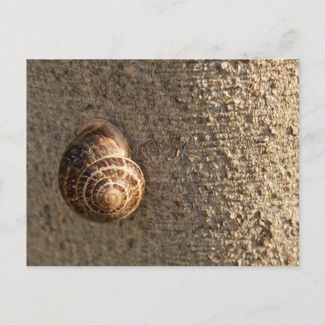 Cartão Postal Caracol (Frente)