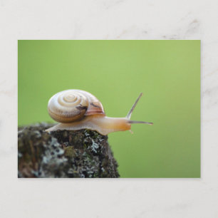Cartão Postal Caracol Bonito na Borda com Fundo Verde