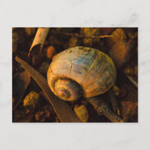 Cartão Postal Caracol de Caracol no Sunset Rocky Shore