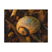 Caracol de Caracol no Sunset Rocky Shore