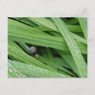 Cartão Postal Caracol do Jardim