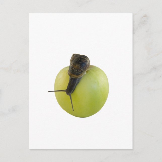 Cartão Postal Caracol e maçã (Frente)