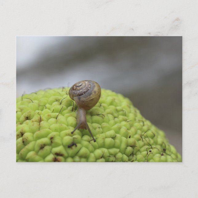 Cartão Postal Caracol em Hedgeapple #7 (Frente)