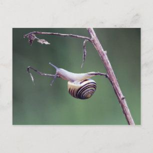 Cartão Postal Caracol escalado