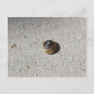 Cartão Postal Caracol Louco