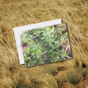 Cartão Postal Caracol na Folhagem do Shrub do Jardim Escallonia