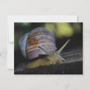 Cartão Postal Caracol rastejando na borda