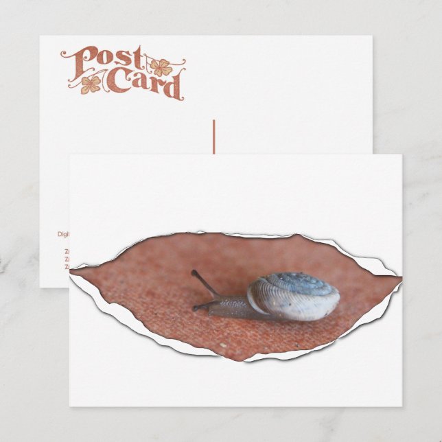 Cartão Postal Caracol sob Material Rasgado (Frente/Verso)