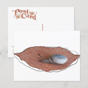Cartão Postal Caracol Sob Material Torno